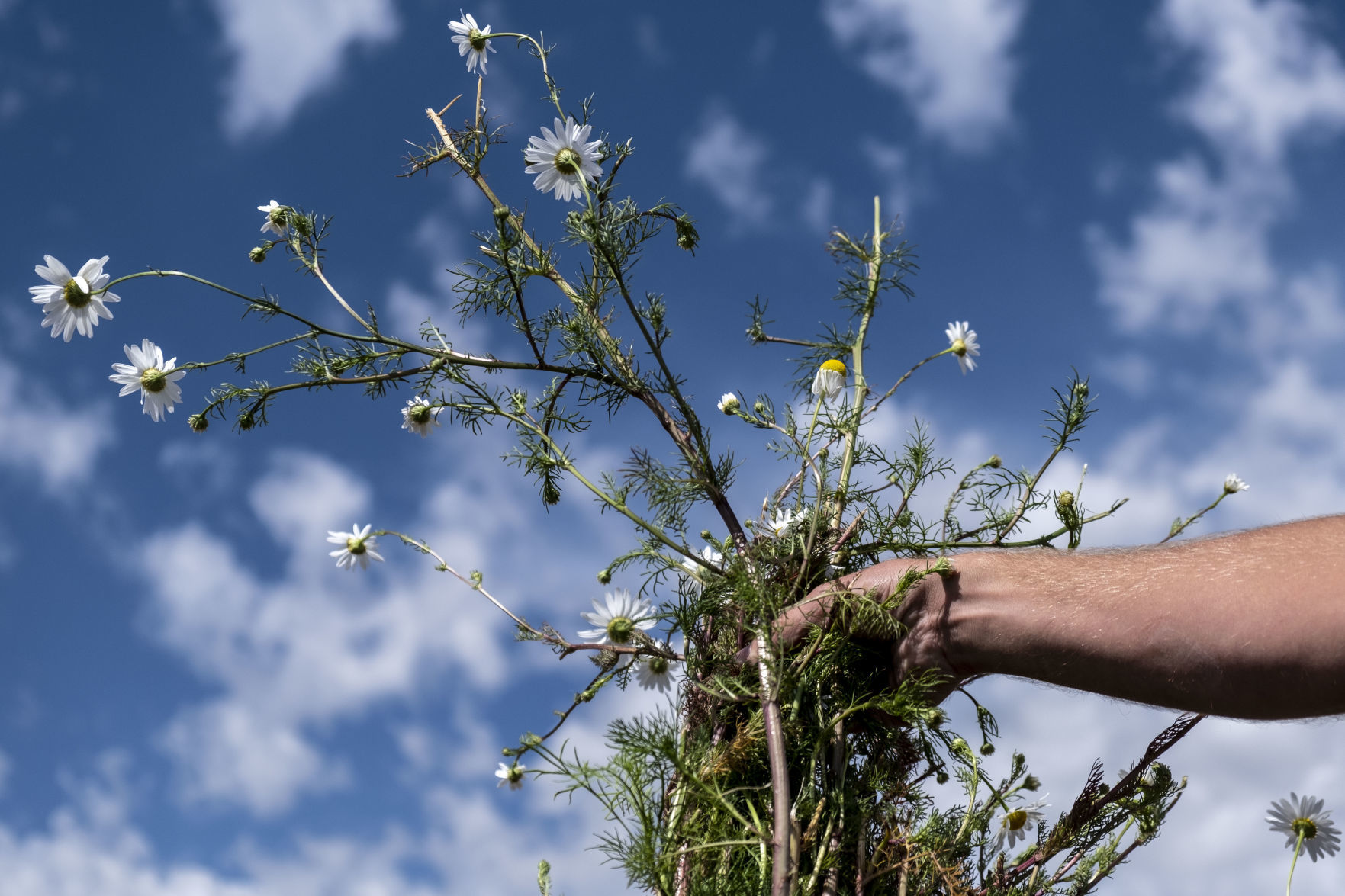Teton County Weed and Pest